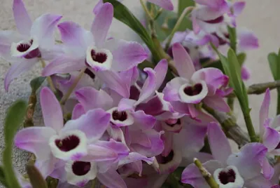 Flores