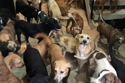 Animal House