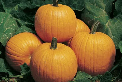 Pumkin
