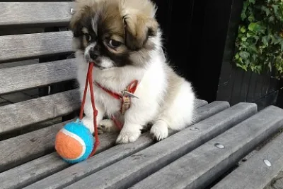 Bébé Tibby