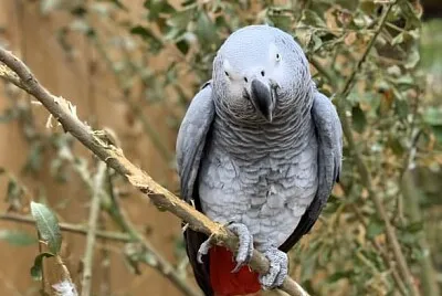 Gray Parrot