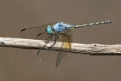 Trithemis stictica