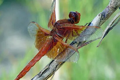 Saturata