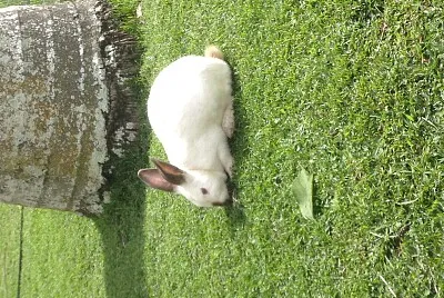 Rabit jigsaw puzzle
