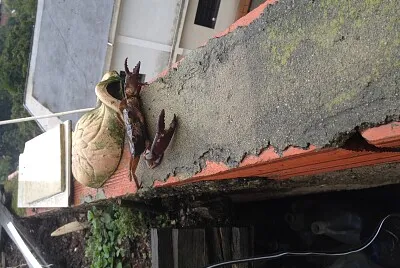 crab jigsaw puzzle