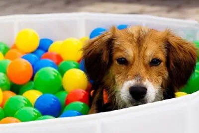 Piscina de bolinhas e doguinho jigsaw puzzle