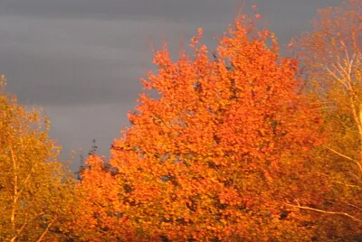 Red tree backed by stormclouds