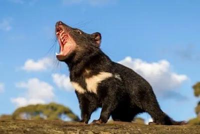 Tasmanian Devil Roar jigsaw puzzle