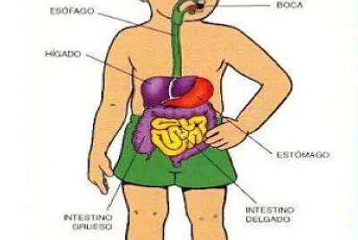 Sistema digestivo jigsaw puzzle