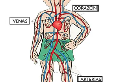 Sistema circulatorio jigsaw puzzle
