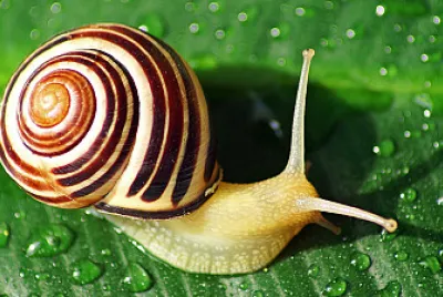 insects