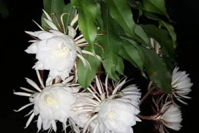 Flores