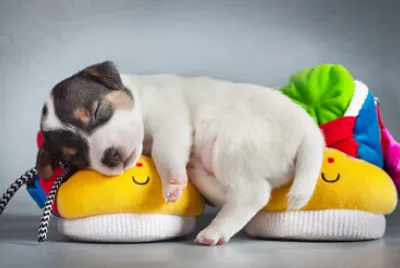 doguinho