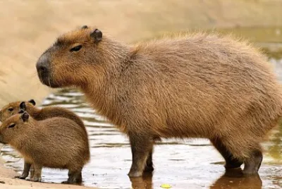 CAPIVARA