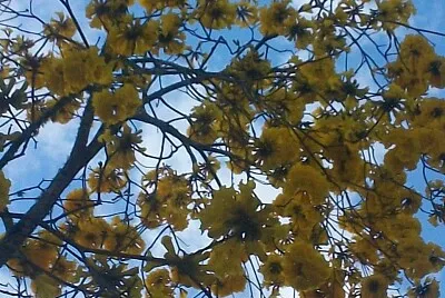 פאזל של FLOWERS