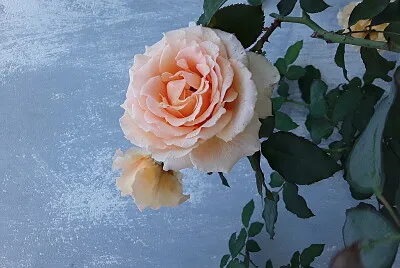 Rosa del jardin.