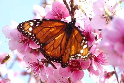 Mariposa