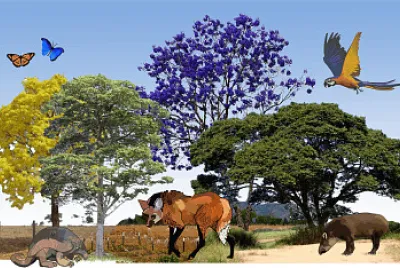 Cerrado