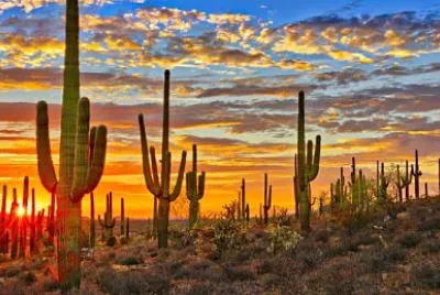 Arizona Cacti jigsaw puzzle
