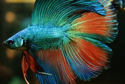Colorful Betta jigsaw puzzle