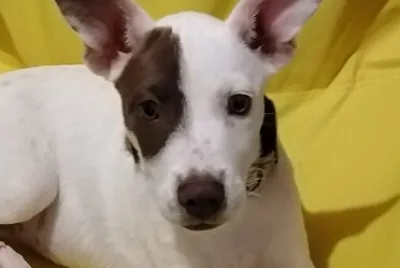 Wanda