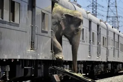 Elephant Station
