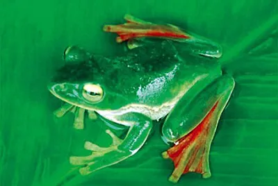 Flying Frog jigsaw puzzle