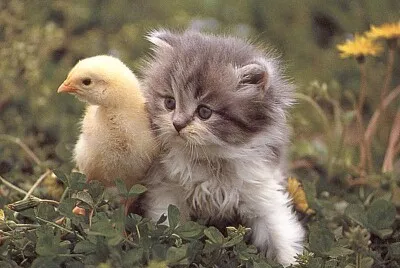 Chick and Kitty