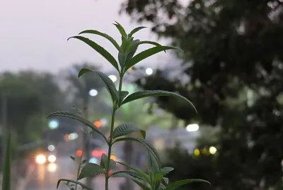 ×¢×¦×™× ×•×œ×™×ž×•× ×™×ª