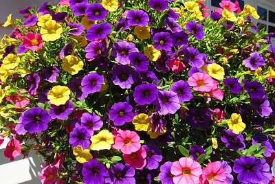 Spring flower basket