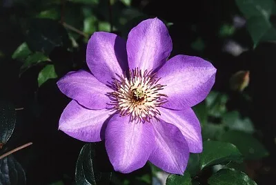 פאזל של Flower
