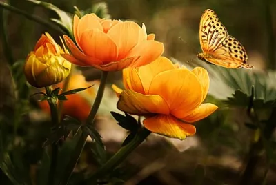 פאזל של Flower