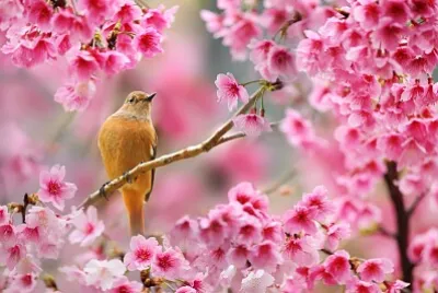 פאזל של Bird and Blooms