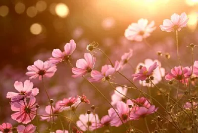 פאזל של Flower