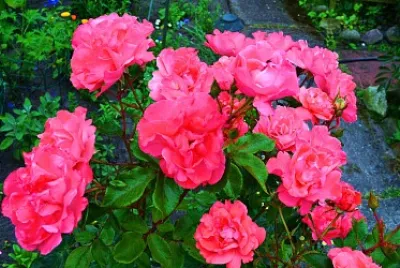 פאזל של Flower