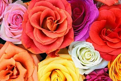 פאזל של Flower