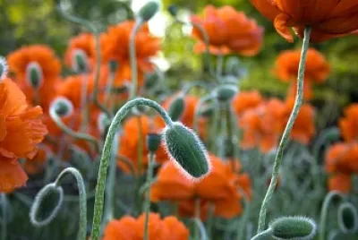 פאזל של Flower