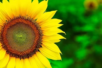 פאזל של Flower