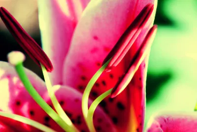 פאזל של Flower