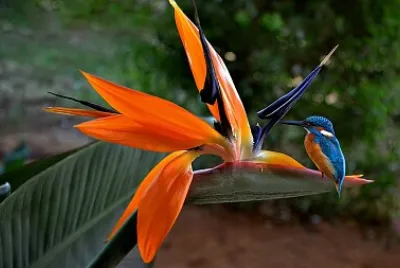 Bird and Blooms