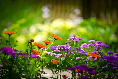 Flower