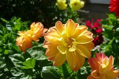 Flower