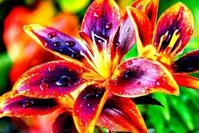 Flower