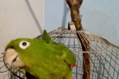 Tiko