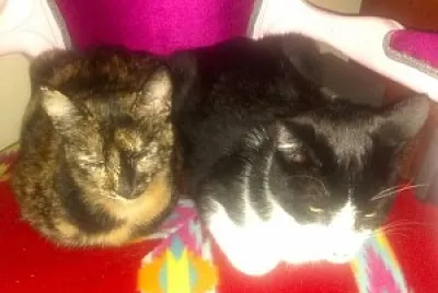 gatitos