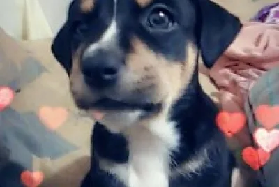 MAXIMUS