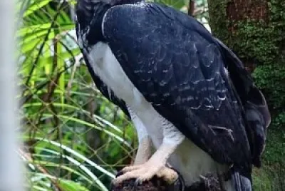 aguila