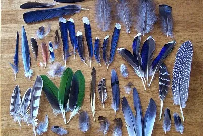 collection