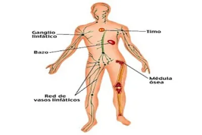SISTEMA INMUNOLÃ“GICO