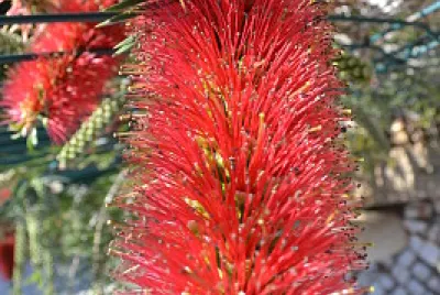 bottle brush bush